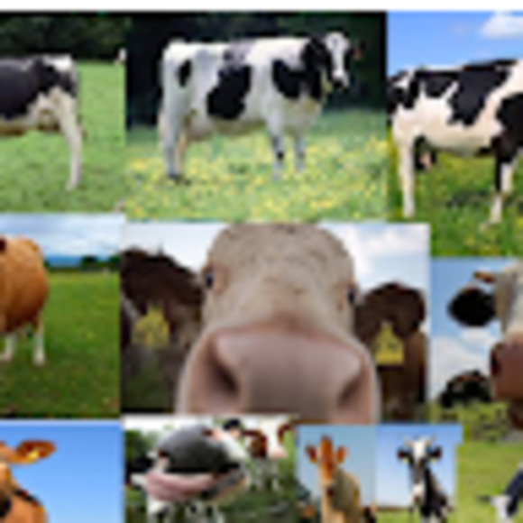 Meet your Posher, Ansel - Picture 1 of 1